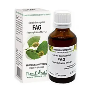 PLE Extract din muguri de fag sanatatea rinichilor - Plant Extrakt