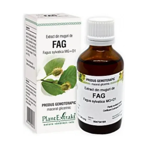 PLE Extract din muguri de fag sanatatea rinichilor - Plant Extrakt